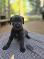 Ebony , a female Cane Corso for sale in Gainesville, GA – Photo 1 of 5