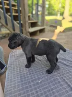 Ebony , a female Cane Corso for sale in Gainesville, GA – Photo 4 of 5
