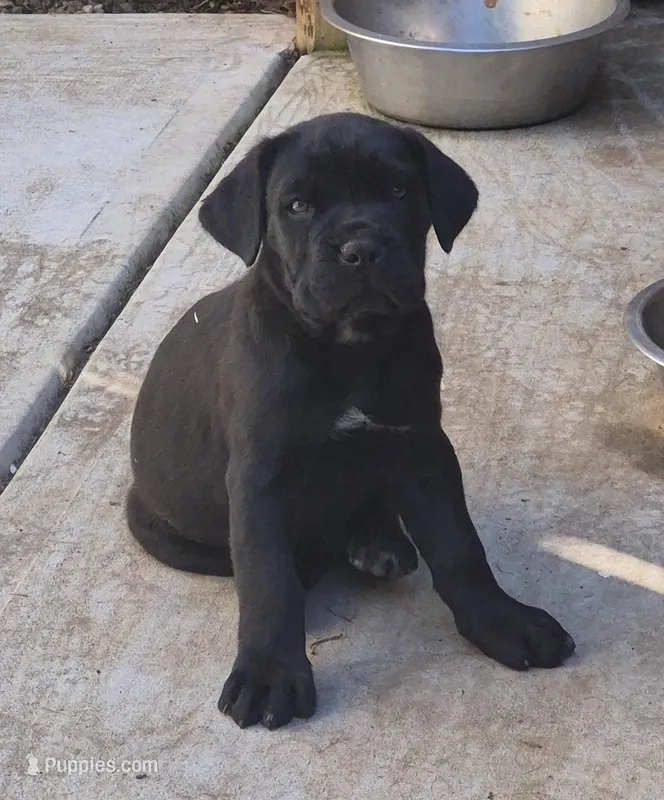 Ebony  – Cane Corso puppy for sale in Gainesville, GA