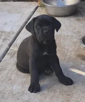 Ebony , a female Cane Corso for sale in Gainesville, GA – 5 of 9