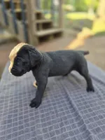 Ebony , a female Cane Corso for sale in Gainesville, GA – Photo 5 of 5