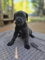 Ebony , a female Cane Corso for sale in Gainesville, GA – Photo 3 of 5