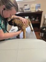 Tiger, a male Cane Corso for sale in Gainesville, GA – Photo 2 of 2