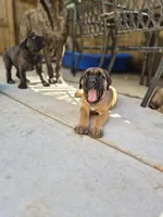 Tiger, a male Cane Corso for sale in Gainesville, GA – 4 of 10