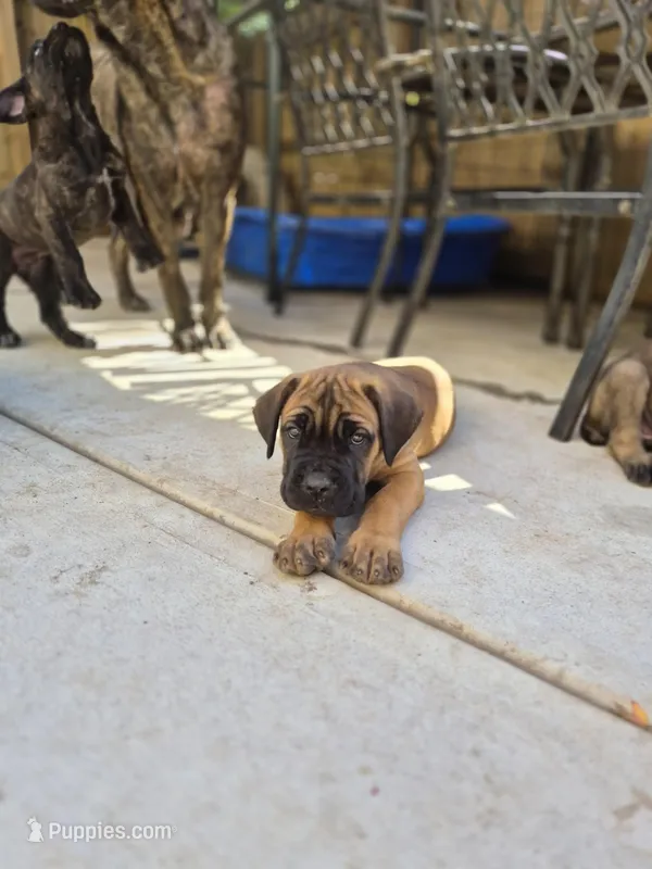 Tiger – Cane Corso puppy for sale in Gainesville, GA