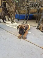 Tiger, a male Cane Corso for sale in Gainesville, GA – 3 of 10