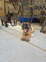 Tiger, a male Cane Corso for sale in Gainesville, GA – 8 of 10