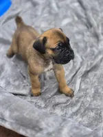 Tiger, a male Cane Corso for sale in Gainesville, GA – 9 of 10