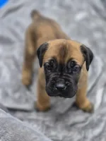 Tiger, a male Cane Corso for sale in Gainesville, GA – 7 of 10