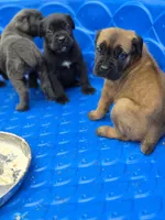 Tiger, a male Cane Corso for sale in Gainesville, GA – 10 of 10
