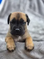 Tiger, a male Cane Corso for sale in Gainesville, GA – 6 of 10