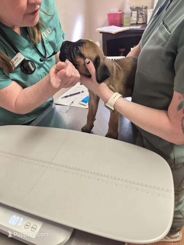 Tiger – Cane Corso puppy for sale in Gainesville, GA