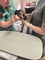 Tiger, a male Cane Corso for sale in Gainesville, GA – Photo 1 of 2