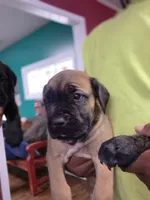 Tiger, a male Cane Corso for sale in Gainesville, GA – 5 of 10