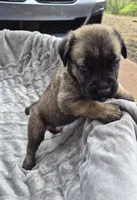 Khaos , a male Cane Corso for sale in Gainesville, GA – Photo 2 of 5