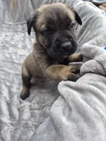 Khaos , a male Cane Corso for sale in Gainesville, GA – Photo 3 of 5