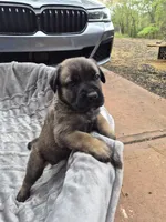 Khaos , a male Cane Corso for sale in Gainesville, GA – Photo 4 of 5