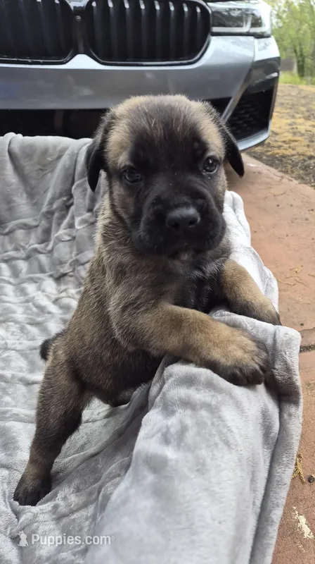 Khaos , a male Cane Corso for sale in Gainesville, GA – Photo 1 of 5