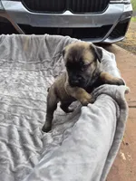 Khaos , a male Cane Corso for sale in Gainesville, GA – Photo 5 of 5