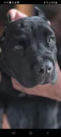 Ebony , a female Cane Corso for sale in Gainesville, GA – 3 of 9