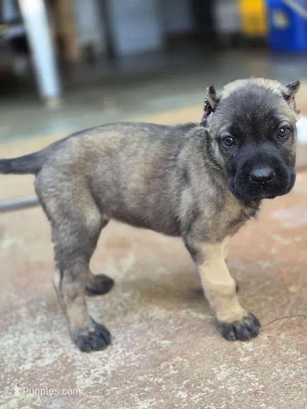 Meadow – Cane Corso puppy for sale in Gainesville, GA