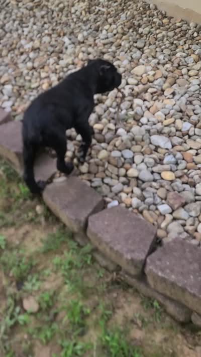 Ebony , a female Cane Corso for sale in Gainesville, GA – 2 of 9