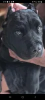Ebony , a female Cane Corso for sale in Gainesville, GA – 4 of 9