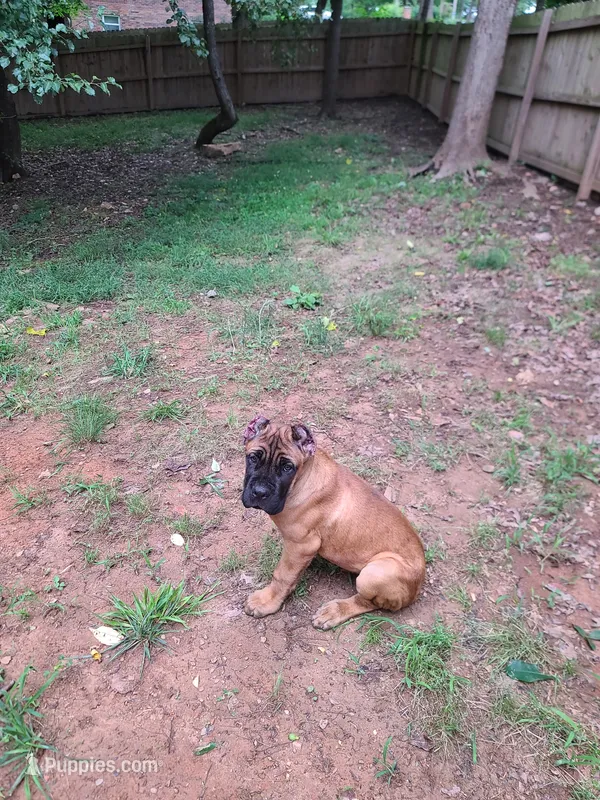 Tiger – Cane Corso puppy for sale in Gainesville, GA