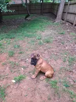 Tiger, a male Cane Corso for sale in Gainesville, GA – 1 of 10