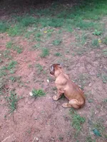 Tiger, a male Cane Corso for sale in Gainesville, GA – 2 of 10