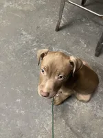 Sammy, a male American Pit Bull Terrier for sale in Brooklyn, NY – Photo 1 of 2