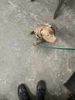 Sammy, a male American Pit Bull Terrier for sale in Brooklyn, NY – Photo 2 of 2