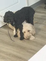 Jay, a male Poodle - Miniature  for sale in Springfield, IL – 8 of 10