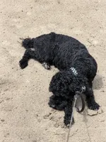 Jay, a male Poodle - Miniature  for sale in Springfield, IL – 10 of 10