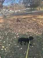 Jay, a male Poodle - Miniature  for sale in Springfield, IL – 7 of 10