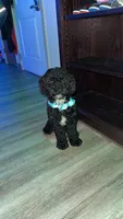 Jay, a male Poodle - Miniature  for sale in Springfield, IL – 5 of 10