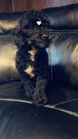 Jay, a male Poodle - Miniature  for sale in Springfield, IL – 2 of 10