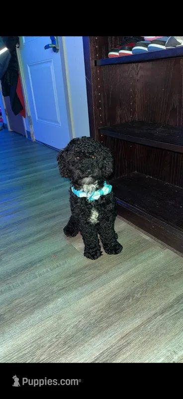 Jay – Poodle - Miniature  puppy for sale in Springfield, IL