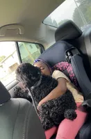 Jay, a male Poodle - Miniature  for sale in Springfield, IL – 3 of 10