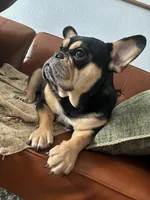 Nola, a female French Bulldog for sale in Dallas, TX – 4 of 4