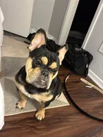 Nola, a female French Bulldog for sale in Dallas, TX – 2 of 4