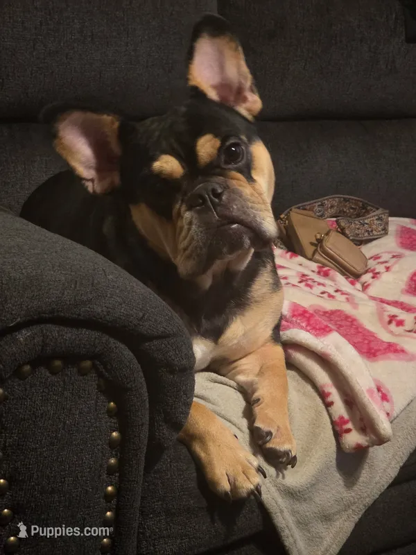 Nola – French Bulldog puppy for sale in Dallas, TX