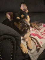 Nola, a female French Bulldog for sale in Dallas, TX – 1 of 4