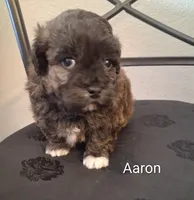 Aaron , a male Shihpoo for sale in San Antonio, TX – 3 of 4