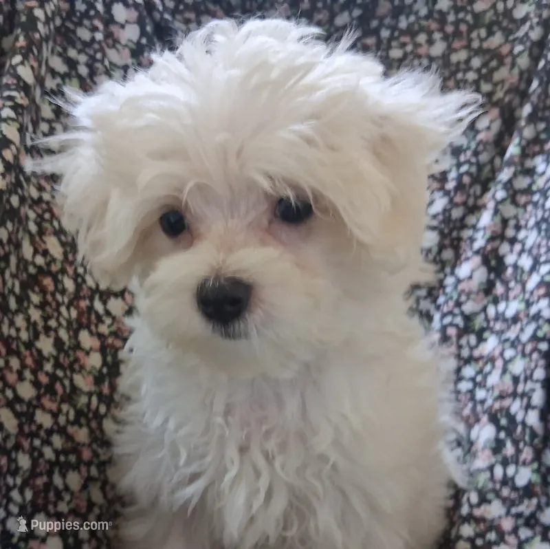 Ruthie (AKC) – Maltese puppy for sale in San Antonio, TX