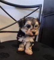 Piper, morkiepoo , a female Morkie for sale in San Antonio, TX – 2 of 5