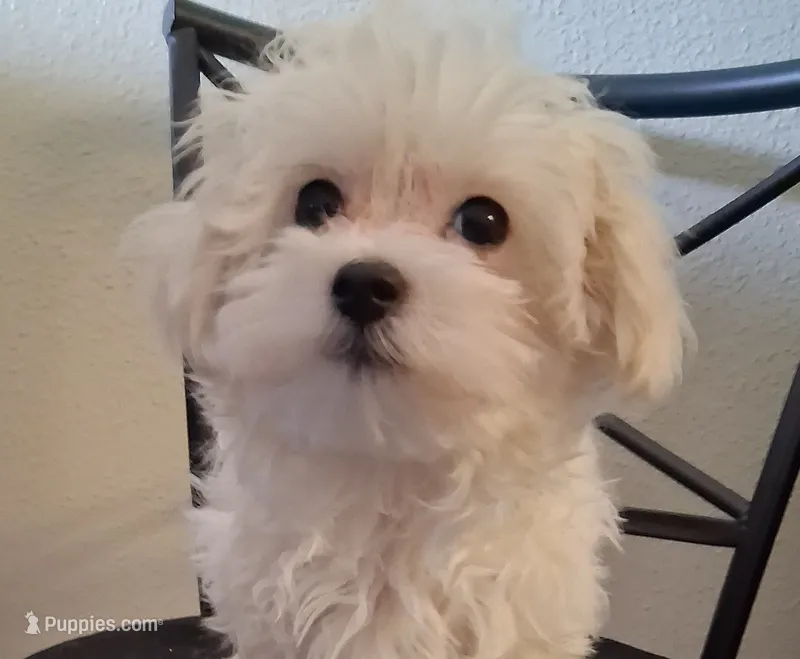 Simon – Maltipoo puppy for sale in San Antonio, TX