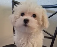 Simon, a male Maltipoo for sale in San Antonio, TX – 1 of 7