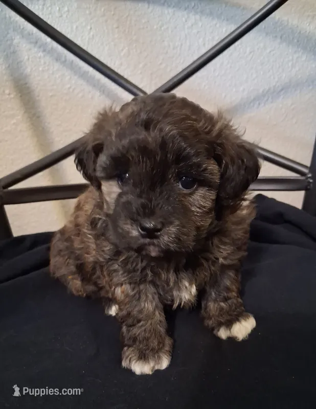 Aaron, Shihpoo – Shih Tzu puppy for sale in San Antonio, TX