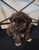 Aaron, Shihpoo, a male Shih Tzu for sale in San Antonio, TX – 1 of 3